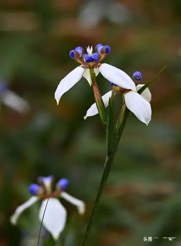 在五十厘米左右,叶子会从它的基部抽出来,呈扇形排列巴西鸢尾花期很长