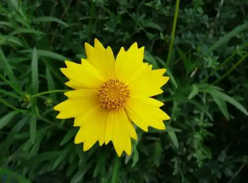 大花金鸡菊花图片 大花金鸡菊图片 大花金鸡菊植物图片