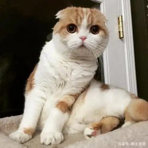 这样可爱的折耳猫一天我能撸秃十只