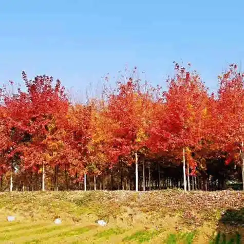 美国红枫多少钱诚信园林有限公司美国红枫