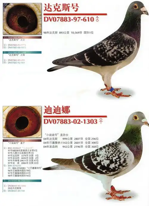 德国赛鸽强豪"波城皇帝"――记汉斯-西格穆勒鸽系