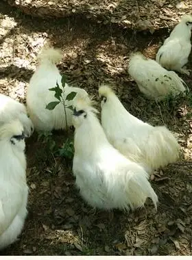 江西泰和乌鸡武山散养3年老母鸡