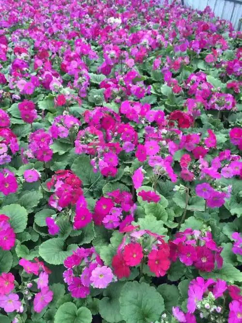 冬季草花四季樱草草花植物耐寒植物