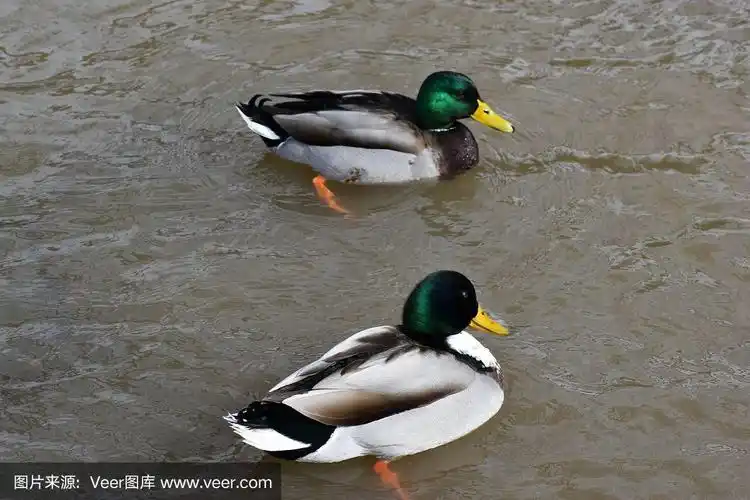 在德国卡塞尔的一个湖里游泳的两只彩色公鸭的特写