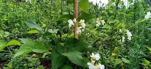 有大量白芸豆出售