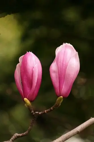 绿地里的紫玉兰盛开了,高贵而优雅,艳丽而大气,十分赏心悦目.