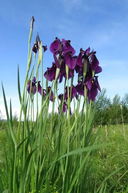 黑土地拍摄点滴《野山花》