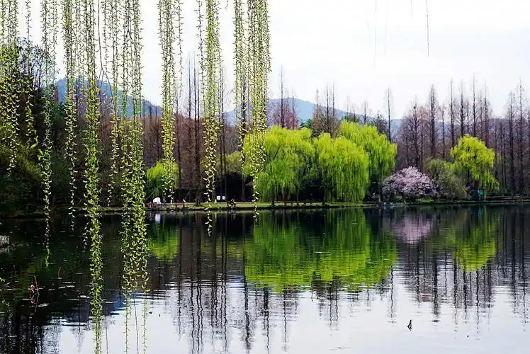 倒影在西湖中的绿树杨柳
