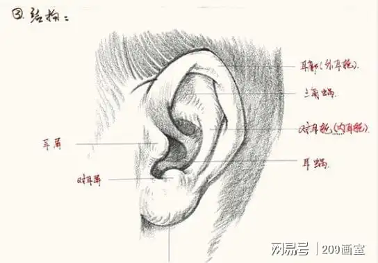 武汉209画室:明暗表现速写耳朵的画法|轮廓|调子|细节_网易订阅