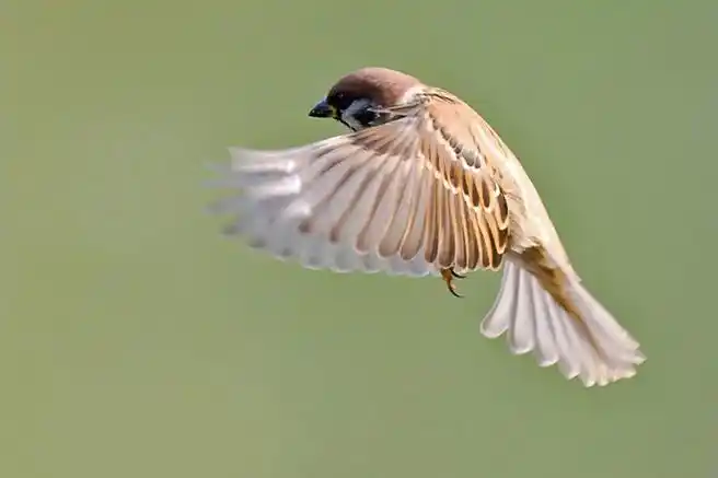 [转载]一组高清精美飞行之势麻雀山雀组图(转自东北一狼博客) - shao