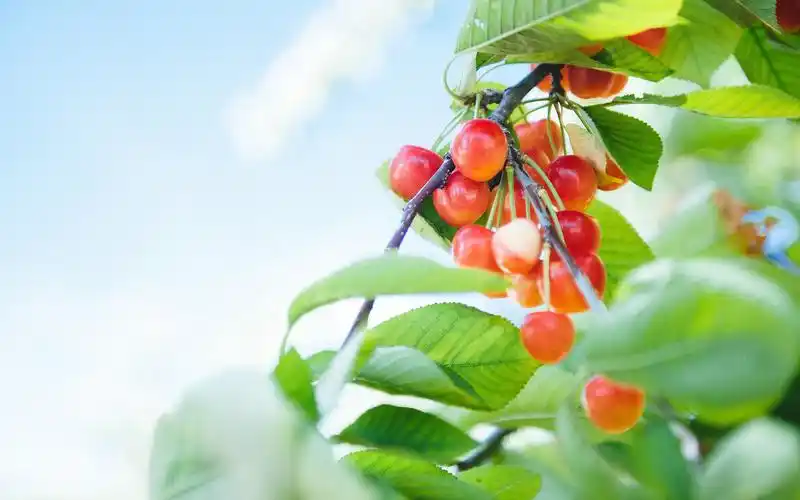 小清新精美花卉植物唯美壁纸-植物壁纸-手机壁纸下载-美桌网