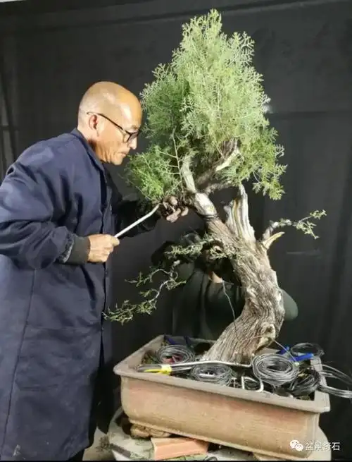 一棵下山侧柏的初次造型