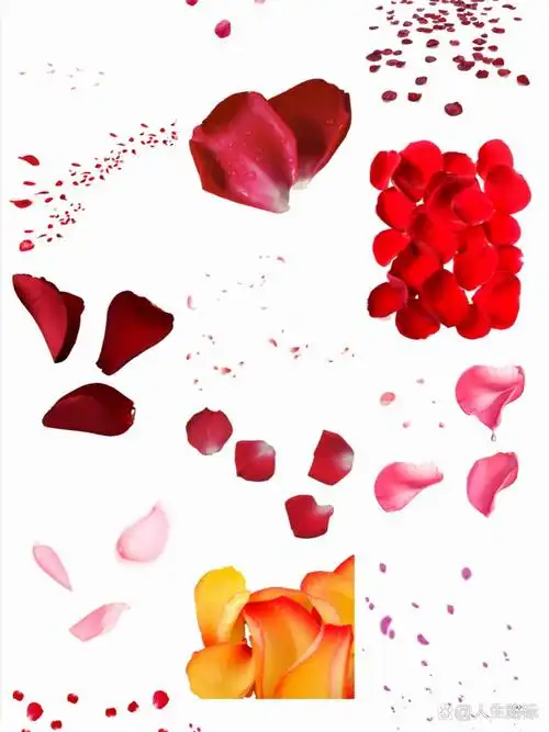 飘落玫瑰花瓣花卉免抠图片素材