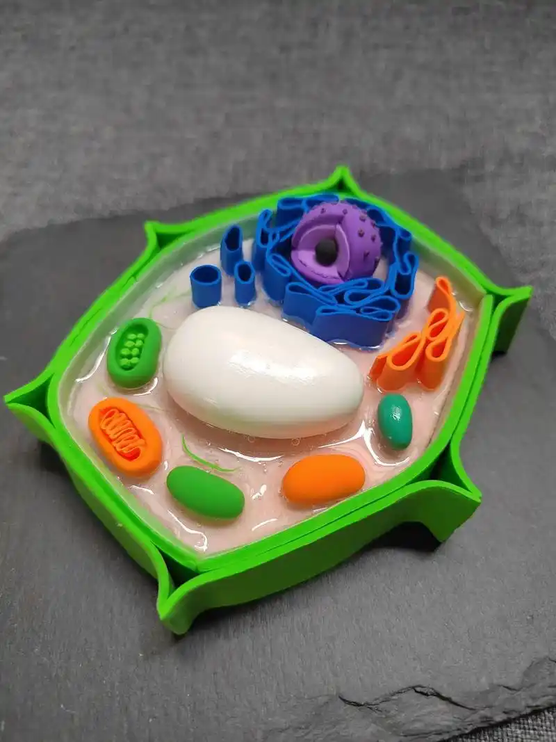 初一科学作业植物细胞模型太细节了.