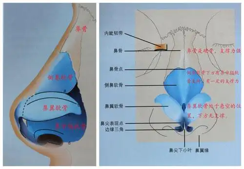 目前市场上热卖的隆鼻精油真的有用吗?