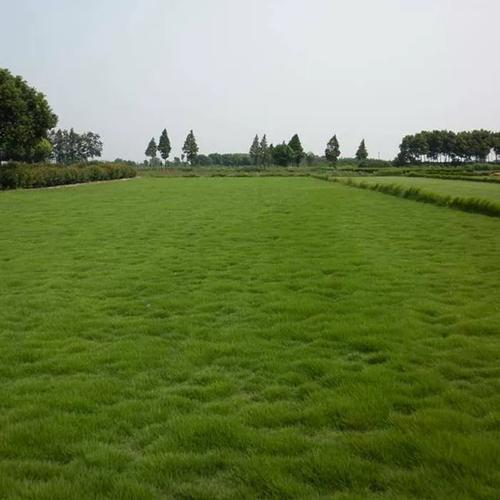 高羊茅草籽 进口耐践踏庭院不修剪护坡绿化草皮 四季青草坪种子