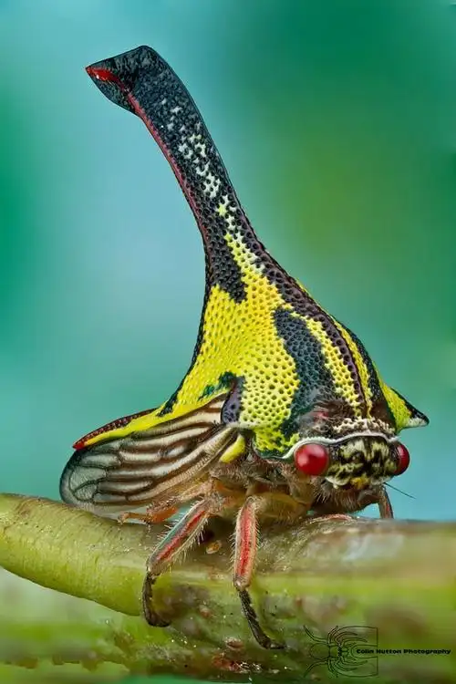 盘点地球上 那些惊悚怪异的动物 看完懵了