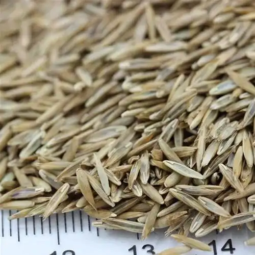 高羊茅种子批发价格高羊茅产地直售价格低