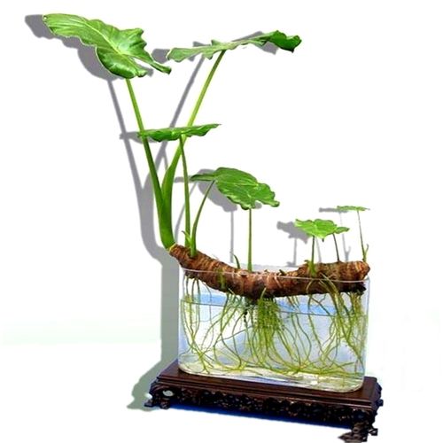 滴水观音盆栽室内外客厅培土大型绿植沼泽过滤绿植