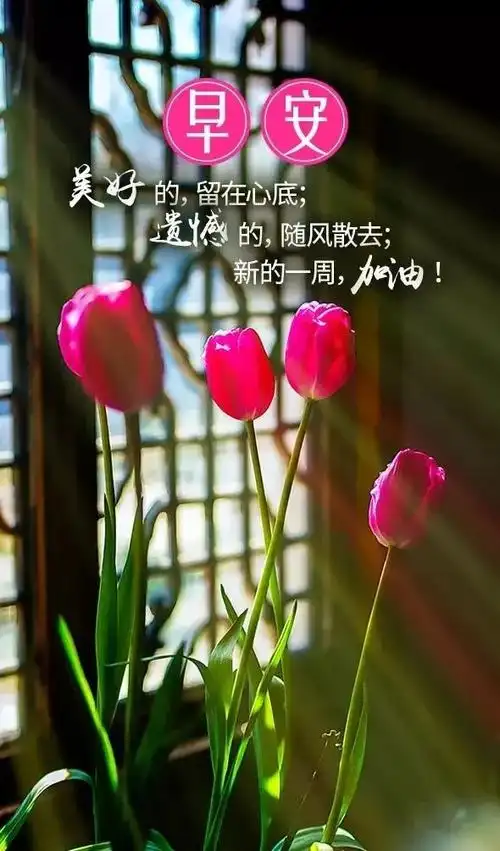 01.29」早安心语,正能量入心语录句子,优美语句图片带字