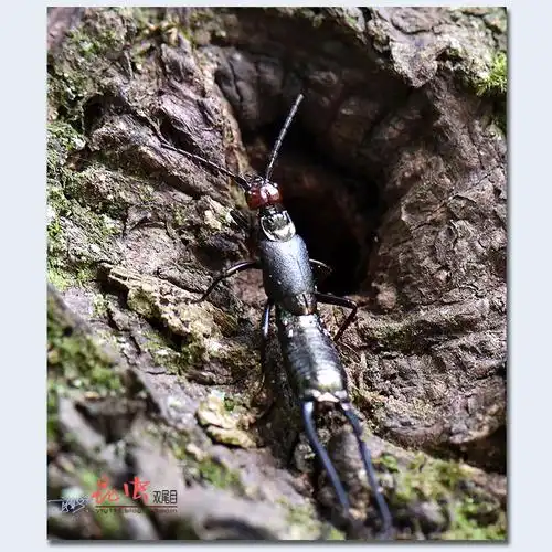 双尾目昆虫        双尾目昆虫因腹