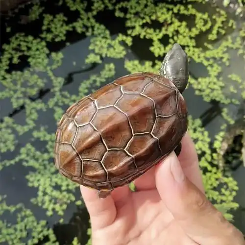 外塘中华草龟长寿龟小乌龟活体水龟金线龟苗好养镇龟