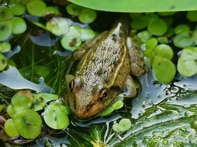 池塘里的小青蛙