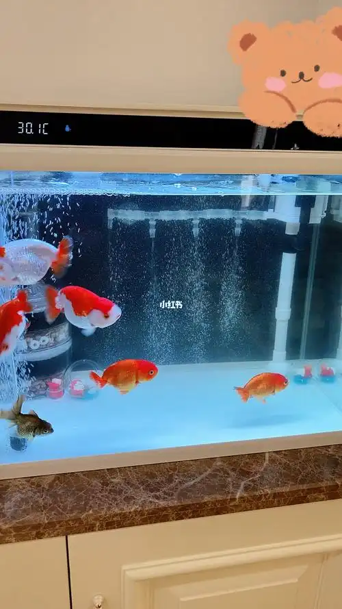 新手养兰寿金鱼