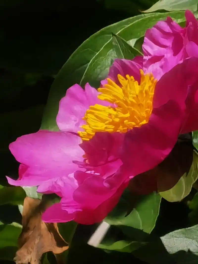 【组图】夏花灿烂