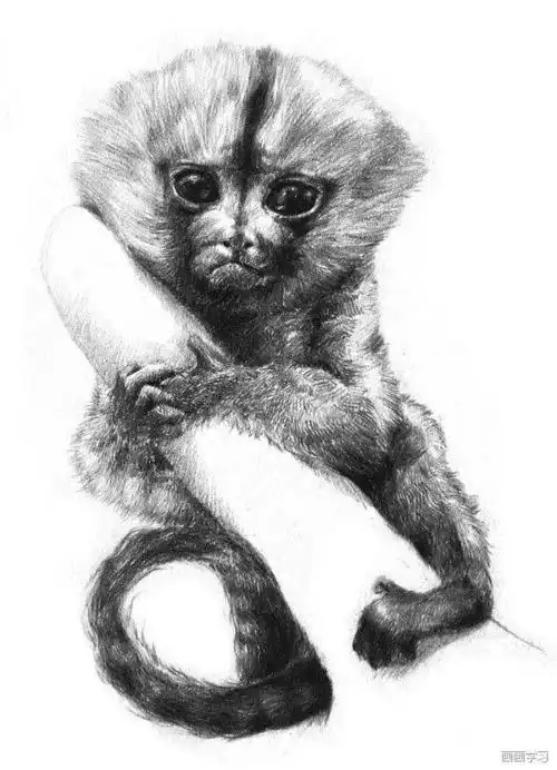 如何学素描——素描小眼镜猴的绘画教程