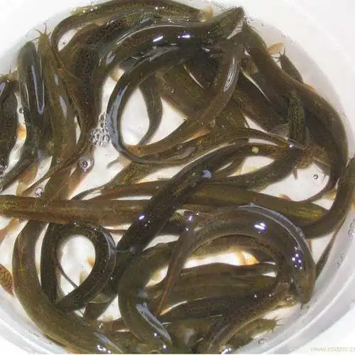 野生泥鳅1000g