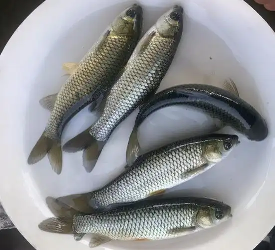 草鱼最爱吃的10种食物(草鱼最喜欢吃的饵料是什么)-图3