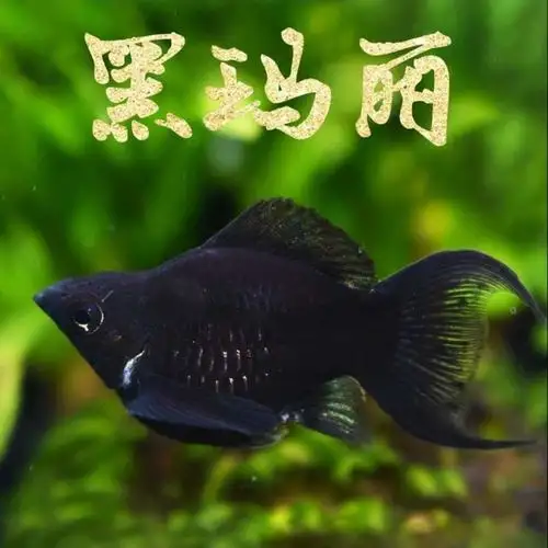 黑玛丽皮球活体玛丽月光鱼孔雀热带鱼观赏胎生热带鱼