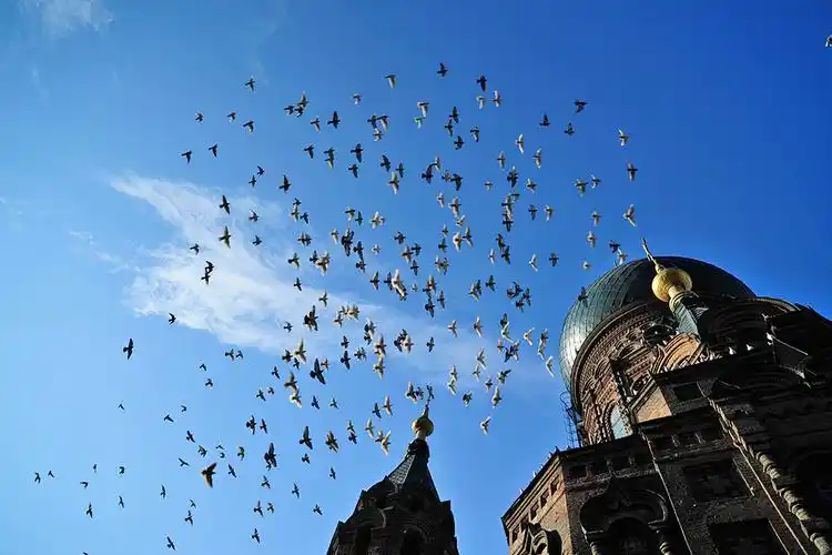 和平鸽与索菲亚教堂…掠影◆ 2013.03.17摄於哈尔滨