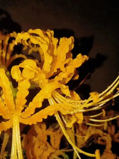 黄色的彼岸花也很美