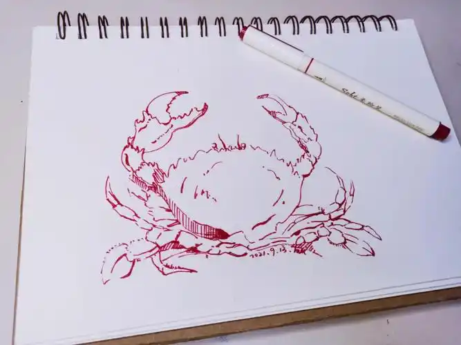 螃蟹速写临摹