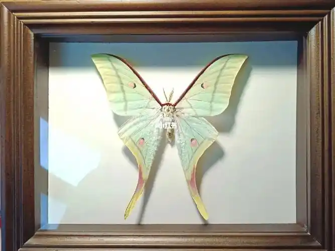 【客定欣赏】绿尾大蚕蛾