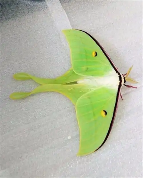 观察笔记人间历劫的糖宝