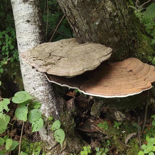 灵芝平盖灵芝长白山树舌整枝灵芝茶粉免费切片孢子粉 平盖灵芝1斤