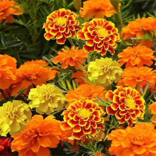 野花组合四季开花种子耐寒花种易活百日草波斯菊花卉草花庭院花籽