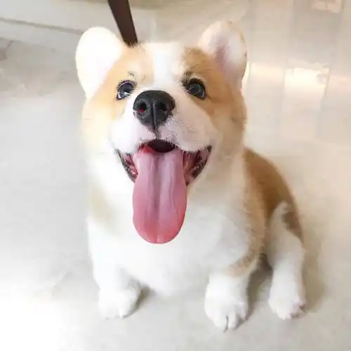 柯基卖萌吐舌头