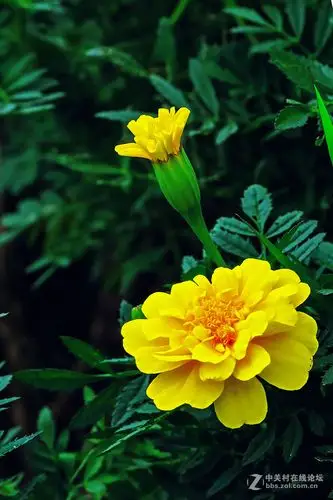 景深练习-中关村在线摄影论坛