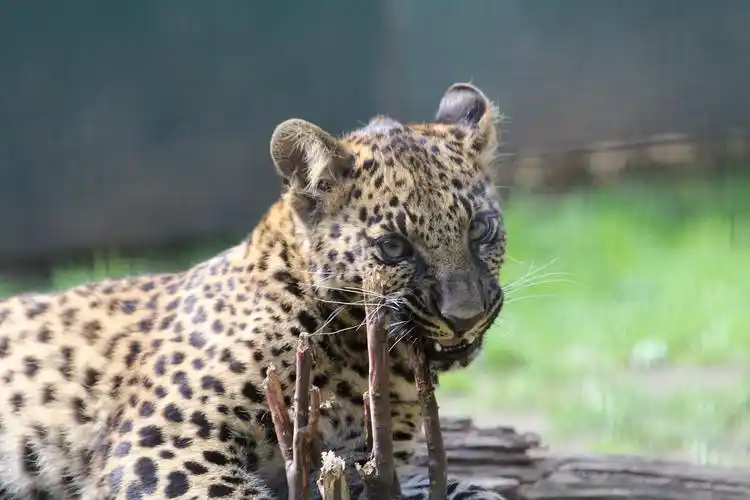 凶猛的金钱豹图片5120x3200分辨率查看