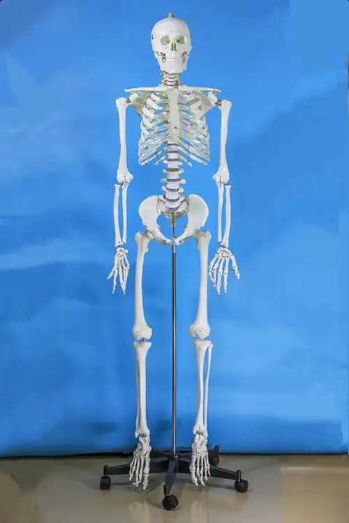 170cm人体骨骼模型(无神经款)全身骨架标本 人体模型 成人小白骷髅