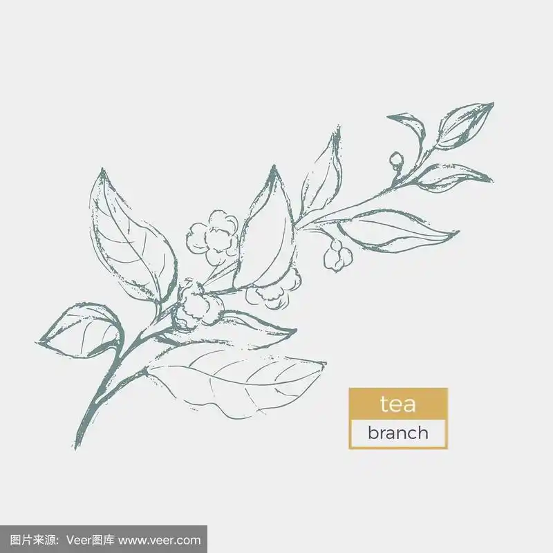 茶树枝素描.向量