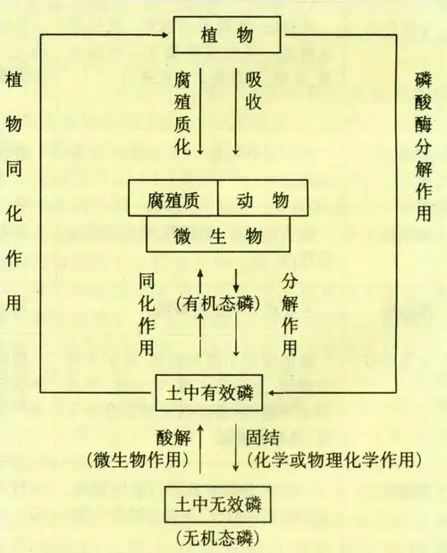 植物从土中吸收的磷又随着动,植物残体返回土壤进行再循环.