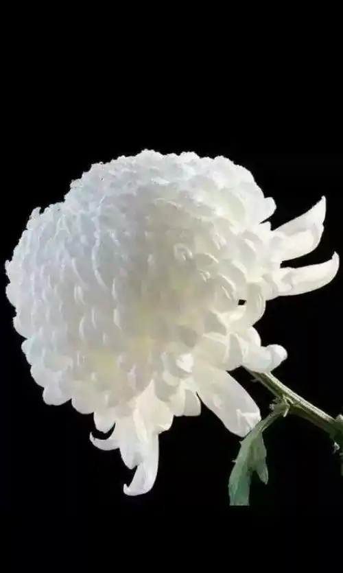 梦见去世的亲人笑好吗_孕妇梦见去世的亲人笑_梦见去世的亲人对自己笑