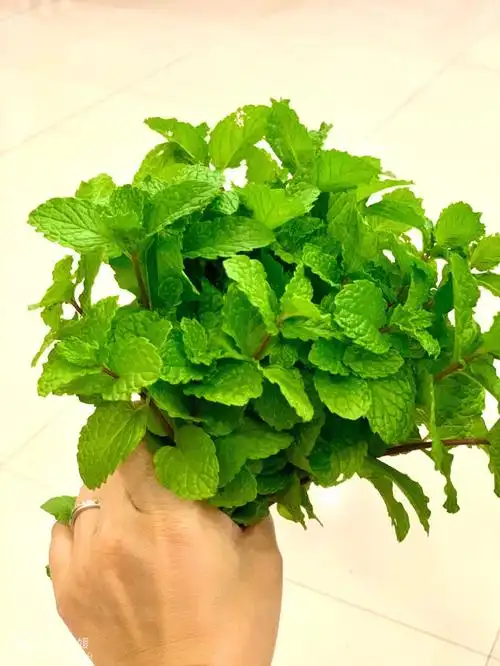 别人种的东西就是好#bc香草  #咖啡遇上香草  #我的日常