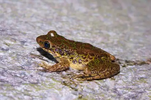 标题:石蛤:珍稀的水石树三栖蛙类