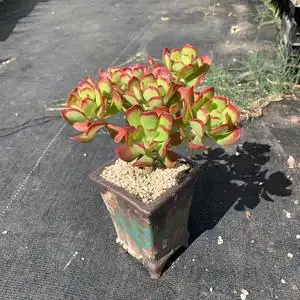 达摩宝珠多头高桩大群生老桩景天植物大颗好养颜色仙气阳台美盆栽